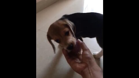 Bobby Cute Beagle puppy playing ball with master