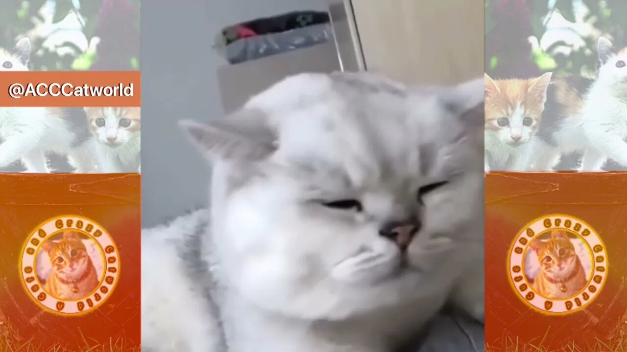 Cat Spun Around, Got Dizzy, AND THIS HAPPENED… 🙀 (#267) #Clips