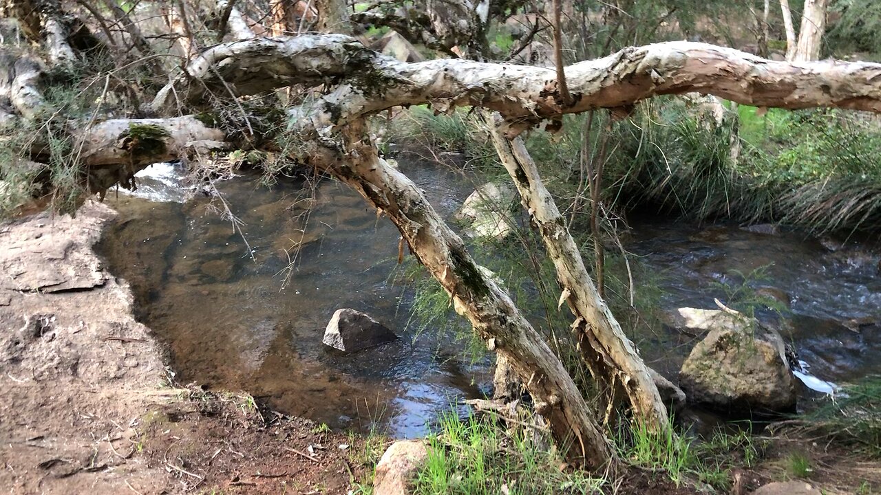 Love the bush🙌🇦🇺🙌