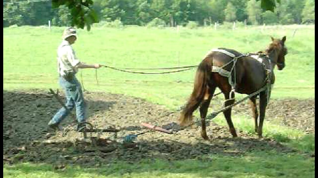 Harrowing the upper garden with REAL horsepower - Spring 2010