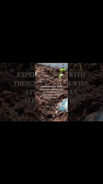 Electroculture watermelon trenches #gardening #electroculture #potager #organicgardening #dragonfly