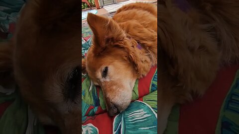 Best Day Ever dreaming about dinner, Titan age 12 #goldenretriever