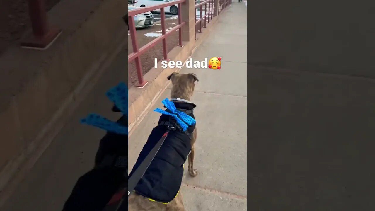 5 o’clock#funnyvideo #dog #shorts