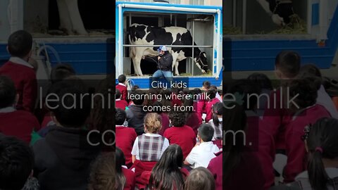 City kids learning where milk comes from #shorts