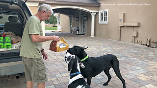 Great Dane Delivery Training Doesn't Go As Planned