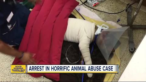 Arrest made after FL dog is found stabbed, beaten, stuffed in suitcase
