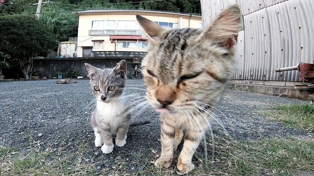 Gray kitten wants to play with other cats