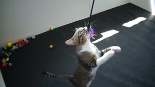 Adorable Kitten Grabs Toy with His Teeth