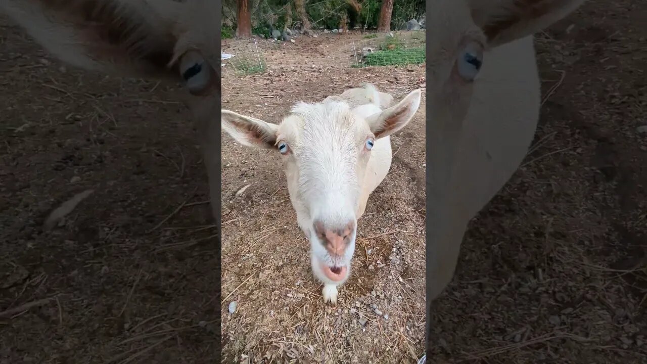 #homestead #goats #farmlife