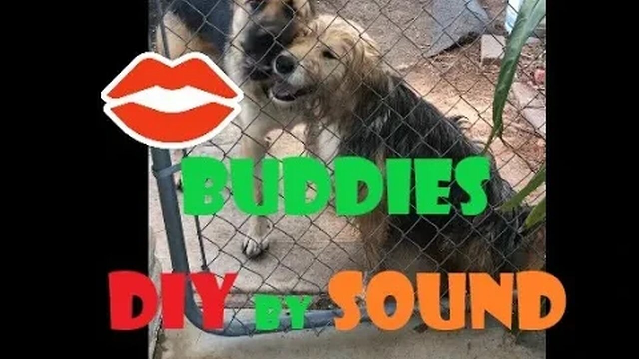 DOGs Sound Command DIY | German Shepherd Female | Playtime Sit by Sound| Will NOT Listen