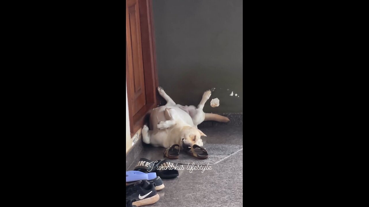 Wild dog 🐶🤭🤭 | Funny Video | | Funny | Ashh0203