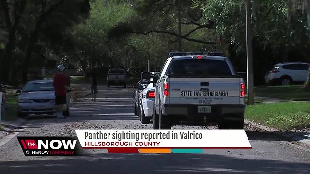 Deputies call off search for panther in Valrico after resident reports sighting