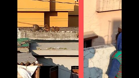 Animal Parkour (Monkey) jumping from one roof to another roof with full excitement...!!!!