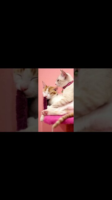 Cats Grooming 🥰