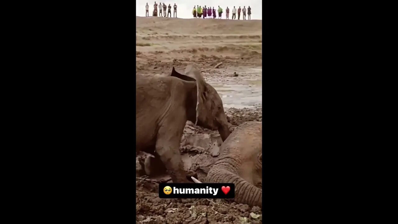 When animals asked for help