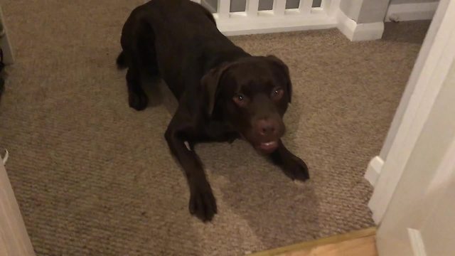 Happy dog zooms around to celebrate good health