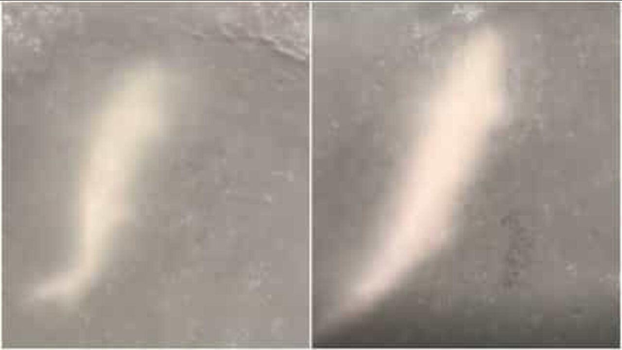 ミシガンの凍った湖で泳ぐ巨大な魚