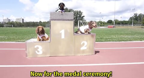 The 100m // DuchShund Dash // Winner 🏆🏆🐕 Dog Race