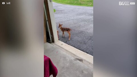 Un chien rencontre un faon pour la première fois