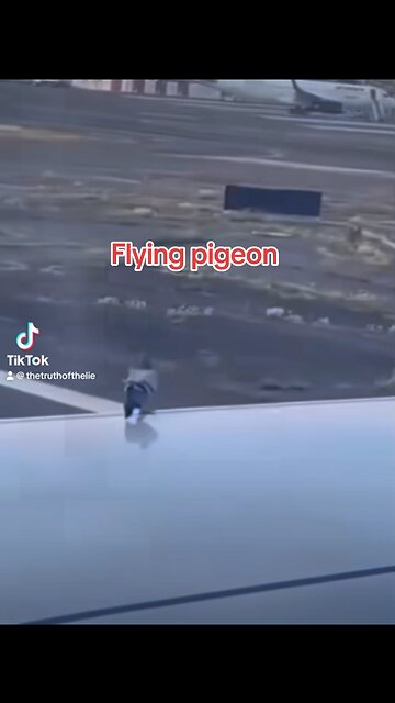 Flight pigeon