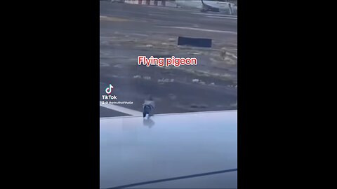 Flight pigeon