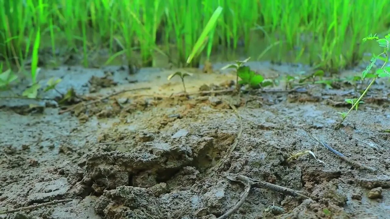 2Catch a lot of eels in the ground | cook ells with peppers for eat in forest-Eating delicious0 10