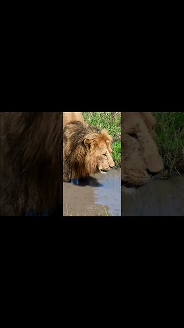 Lion In A Puddle #shorts | #ShortsAfrica