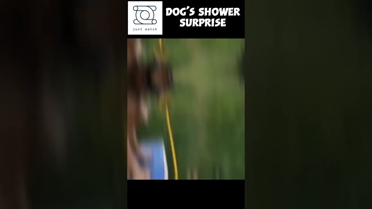 Unexpected: Dog's Shower Surprise