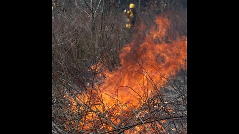 Prescribed Fire for Deer Habitat