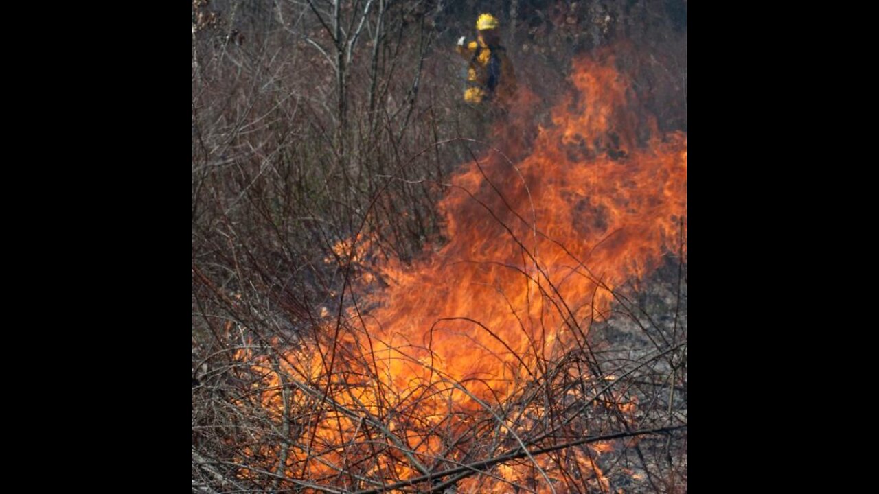 Prescribed Fire for Deer Habitat