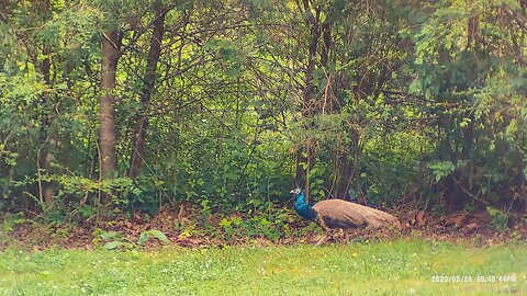 I guess we have a peacock now