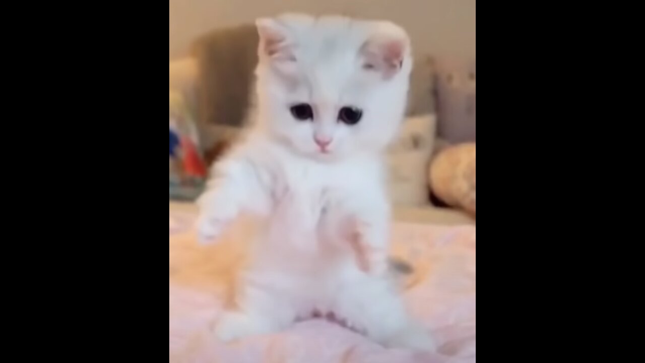 Funny and Cute Cat's Life 👯😺 Cats and Owners are the best friends Videos