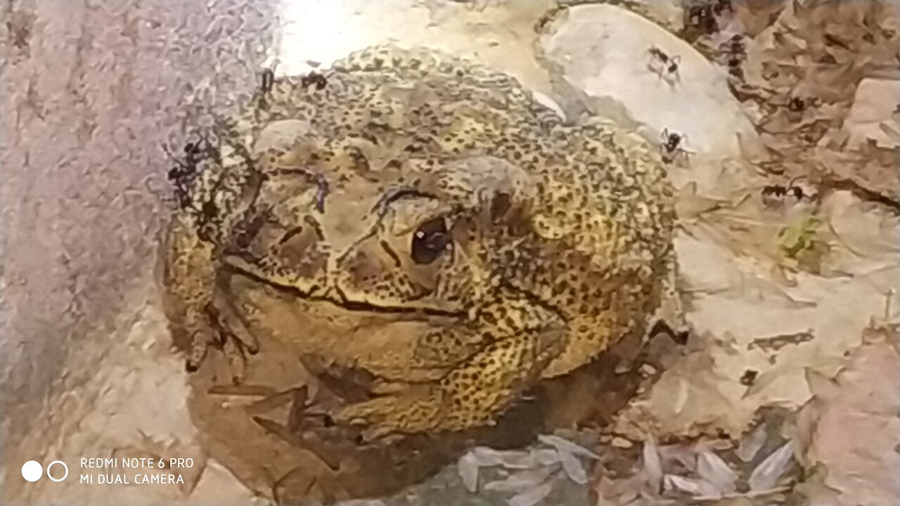 Fun of Frog by eating insect