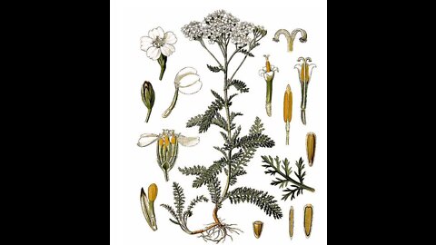 Yarrow, what is it good for?