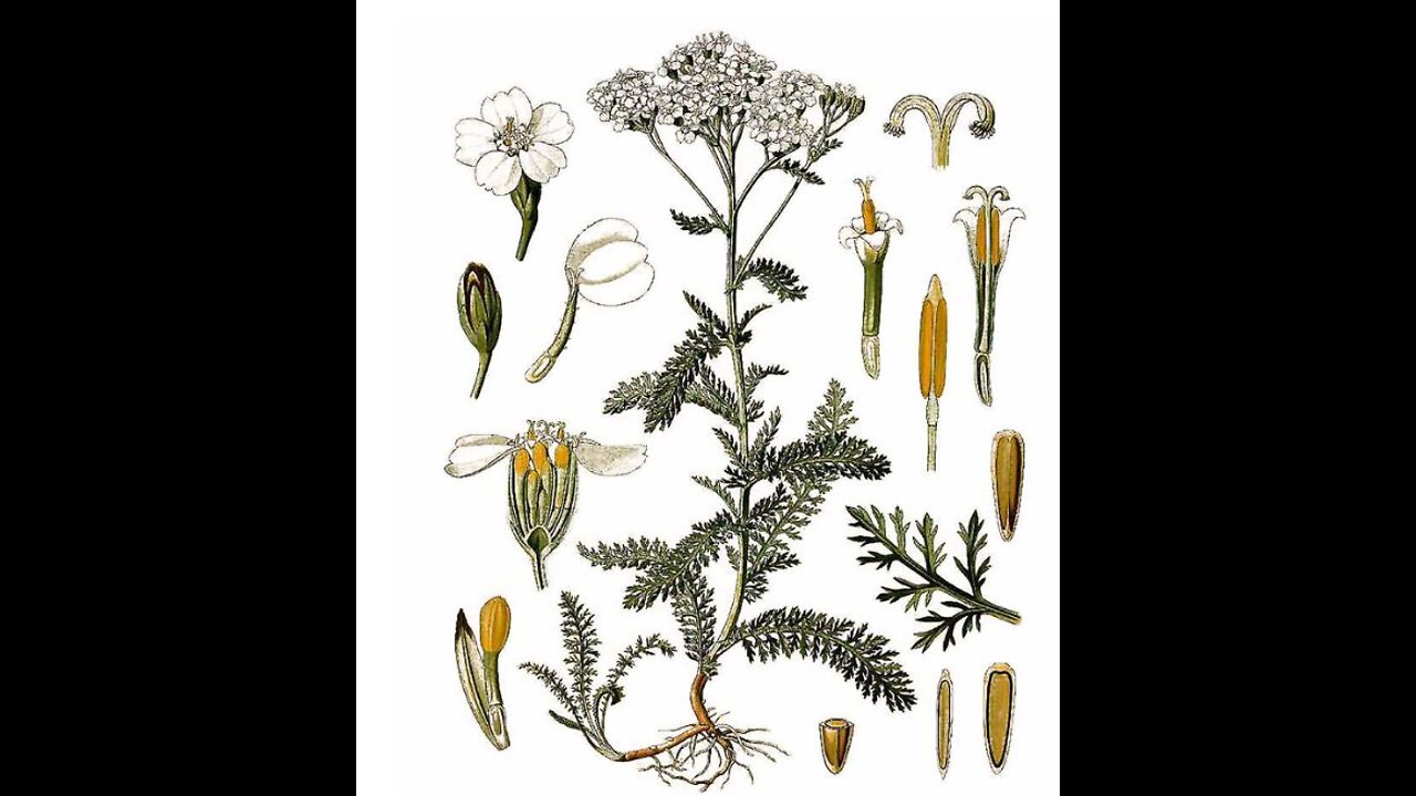 Yarrow, what is it good for?