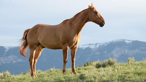 The wild horses in Britain