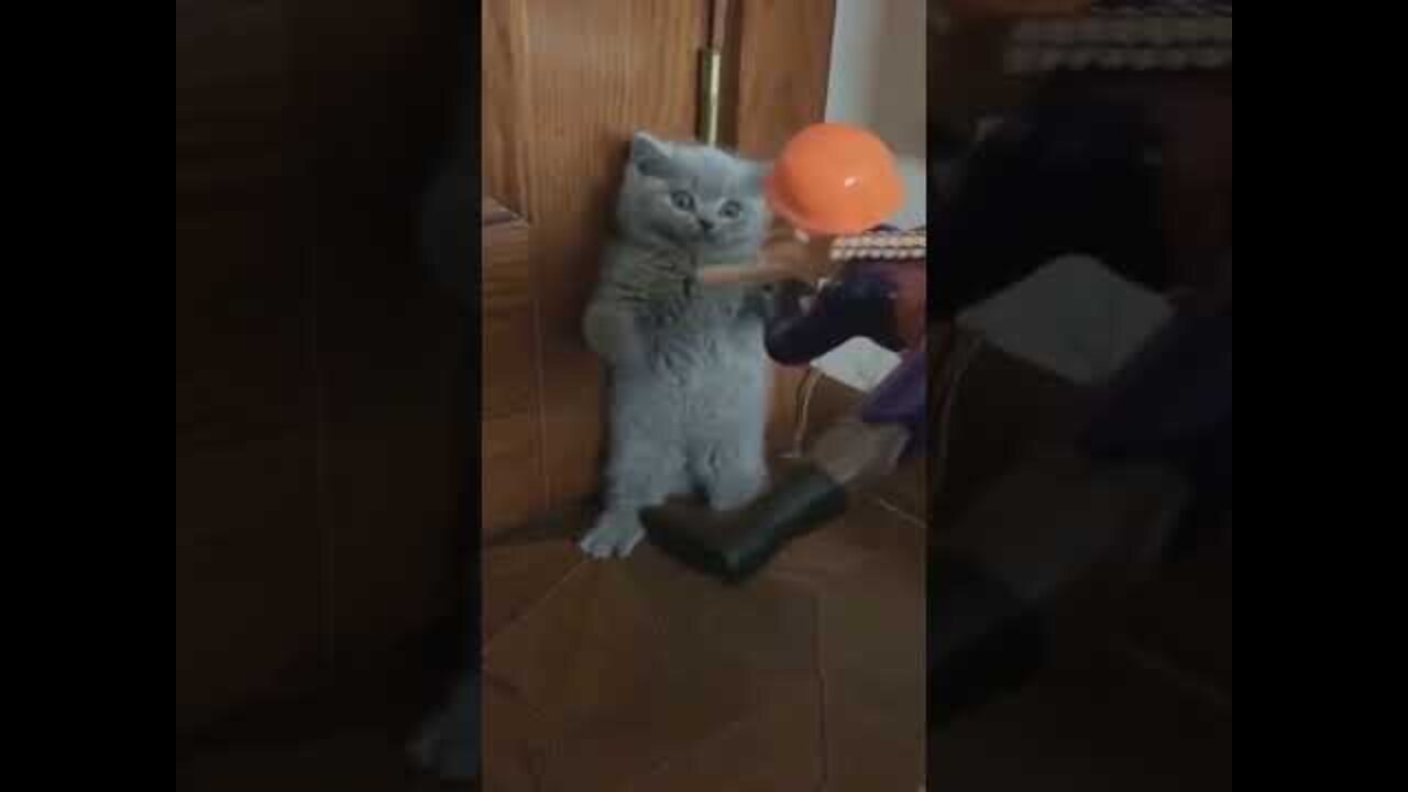 Funny Cat Videos