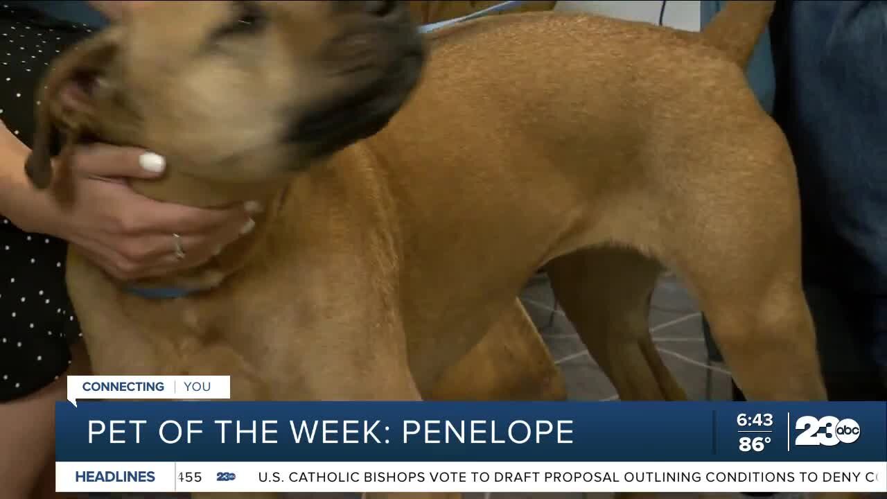 Pet of the Week: Penelope