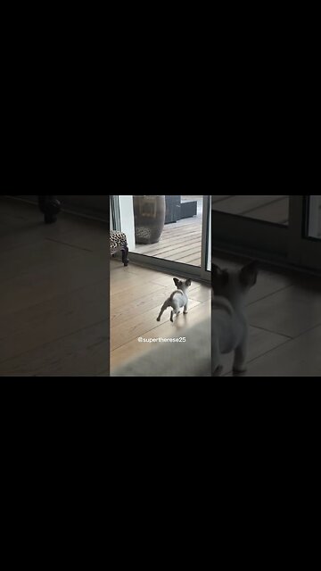 Cute puppy acting big and bad until the phone rings 🤣😂 #dog