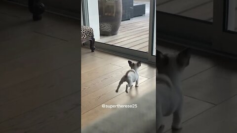 Cute puppy acting big and bad until the phone rings 🤣😂 #dog