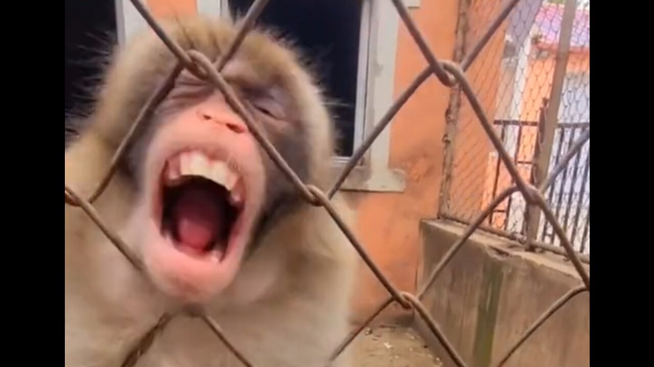 Funny Monkey! Watch till the end 😂