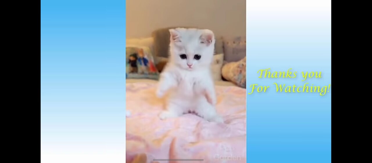 ADORABLE AND FUNNY PETS | CUTE ANIMAL COMPILATION