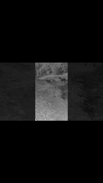 Horses running at night