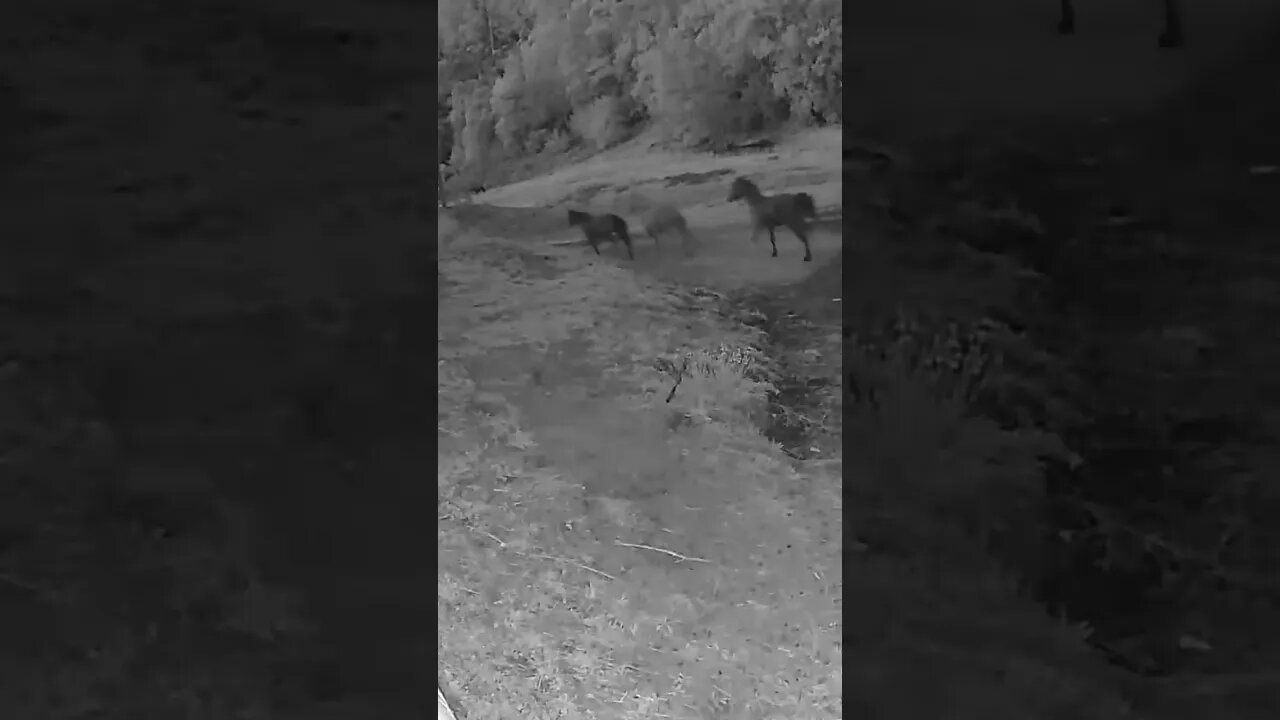 Horses running at night