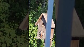 Momma Bird Feeding Her Babies! #bird #Canadian Birds #nature