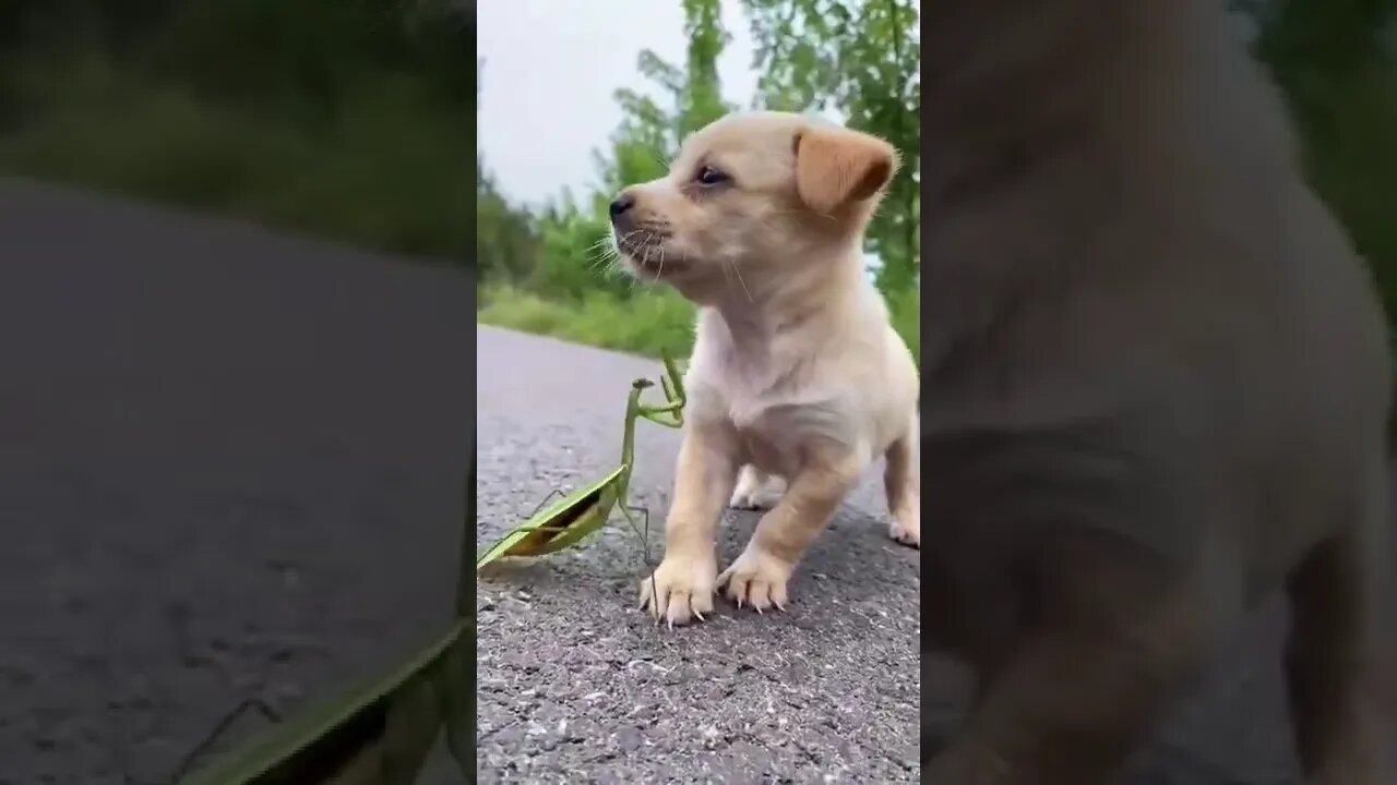 Funny Animals 2023!!!