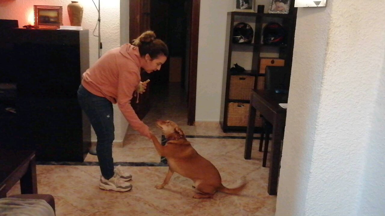 Mi perro hace la croqueta 🤣