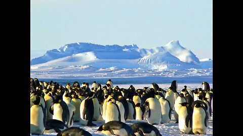 The Kings Of ANTARCTICA- An Overview