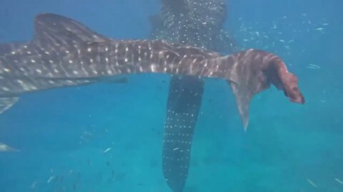 How to Swim with Whale sharks in Lida Bohol Philippines