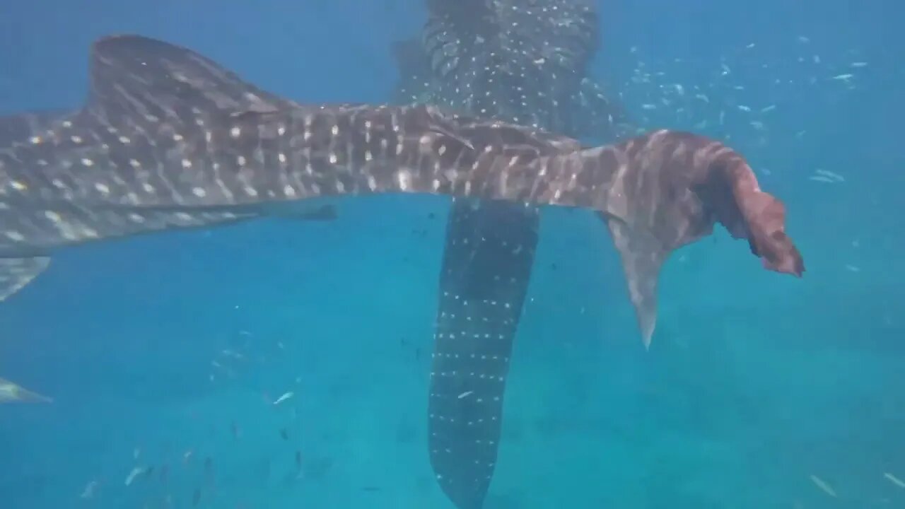 How to Swim with Whale sharks in Lida Bohol Philippines